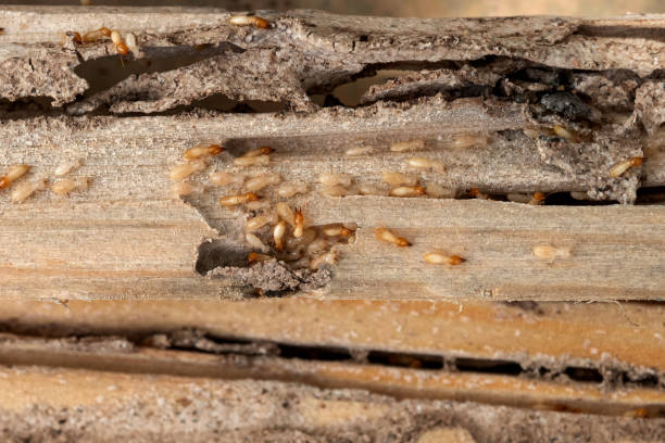 Reliable Frazer, PA Pest Control Solutions