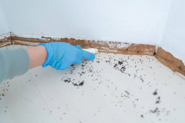Insect Control in Frazer, PA
